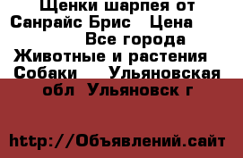 Щенки шарпея от Санрайс Брис › Цена ­ 30 000 - Все города Животные и растения » Собаки   . Ульяновская обл.,Ульяновск г.